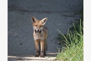 kleiner Fuchs hat Glücksgefühle in den Augen