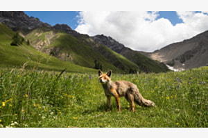 Der Fuchs von Trupchun