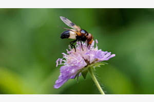 Schwebfliege auf einer lila Blüte