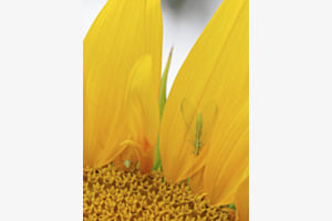 Treffen sich Florfliege und junge Wanze auf einer Sonnenblume...