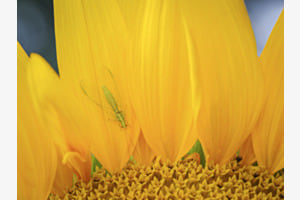 Florfliege an Sonnenblume