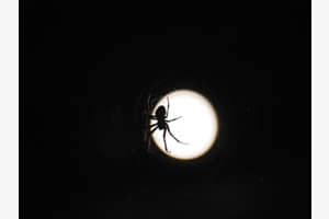 Spinne im Mondlicht Spinne im Mondlicht