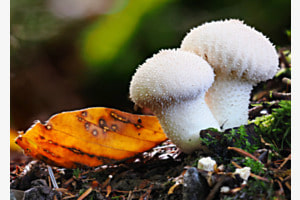 Herbstboten Herbstboten