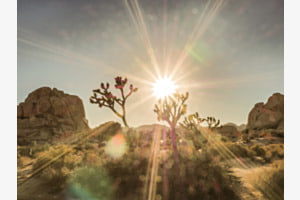 Joshua Tree
