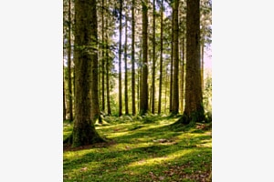 Im Wald