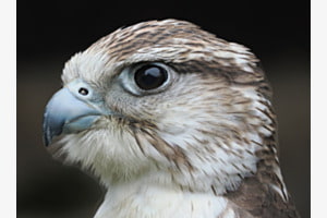 Gerfalke Portrait