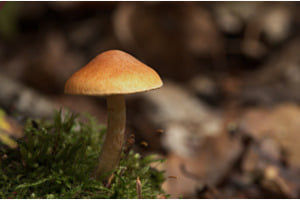 Pilz Pilz
