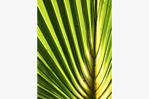 Palmenblatt