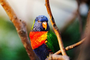Parrot Parrot