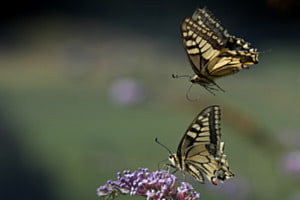 Pas de deux