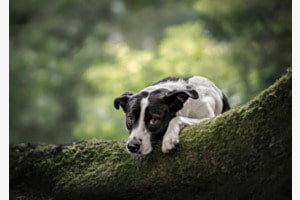 Stille im Wald geniessen