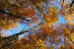 Herbstblick Herbstblick