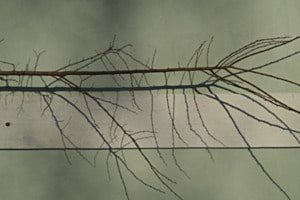 Filigran Filigran