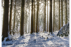 Winterwald Winterwald