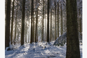 Winterwald