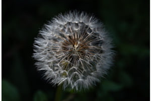 Pusteblume Pusteblume