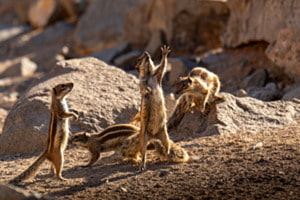 Die Streifenhörnchen-Oper Die Streifenhörnchen-Oper