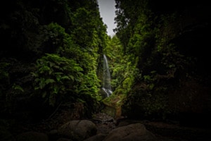 Stille im Lorbeerwald Stille im Lorbeerwald