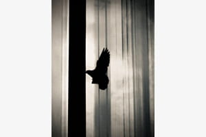 pigeon_03 pigeon_03