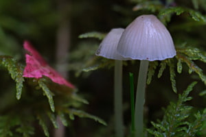 Die Kleinen