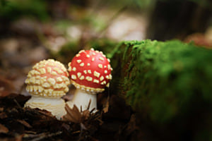 Kleine Fliegenpilze Kleine Fliegenpilze