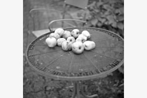 pommes de novembre