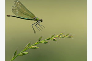 Gebänderte Prachtlibelle