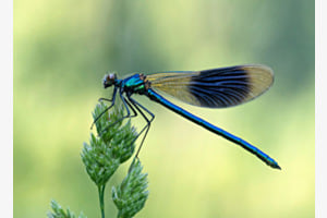 Prachtlibelle