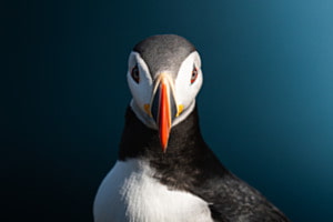 Puffin Puffin