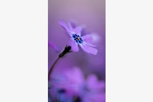 Purple Flower