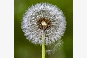 Pusteblume Pusteblume