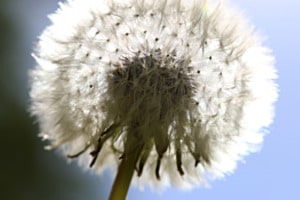 Pusteblume