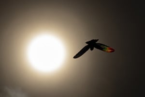 Rainbow Wings Rainbow Wings