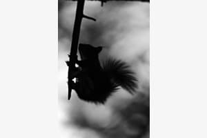 Silhouette eines flinken Wunders Silhouette eines flinken Wunders