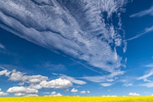 Rapsfeld im Wolkenhimmel