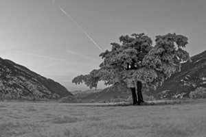 Raron