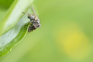 Kleine Raubhausfliege am Fressen