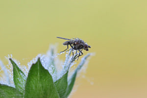 nach dem Regen: Raupenfliege