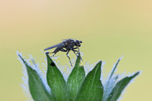 Morgentau und Gegenlicht: Raupenfliege Morgentau und Gegenlicht: Raupenfliege