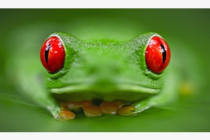The Red-Eyed Tree Frog