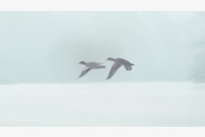 Minimalistisch Minimalistisch