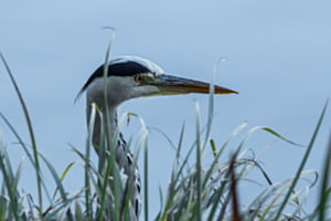 Reiher Reiher