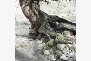 Riverbed and tree