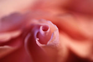 Rose Vortex Rose Vortex