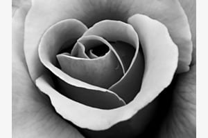 Rose Rose