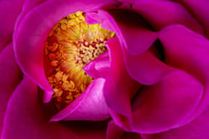 Herz der Rose