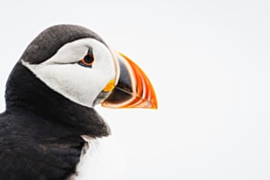 Puffin-Portrait Puffin-Portrait