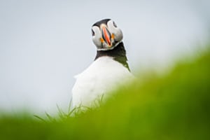 Augenkontakt mit einem Puffin Augenkontakt mit einem Puffin