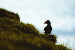 Puffin-Silhouette