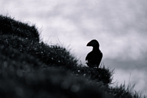 Puffin-Silhouette Puffin-Silhouette